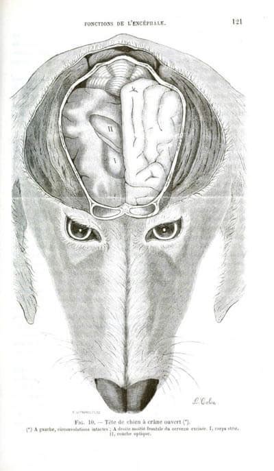 Dog Brain Iq Structure And Anatomy √ Dog Brain Size By Breed The