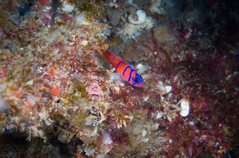 Catalina Goby Aka Bluebanded Goby Stock Photo Download Image Now Istock