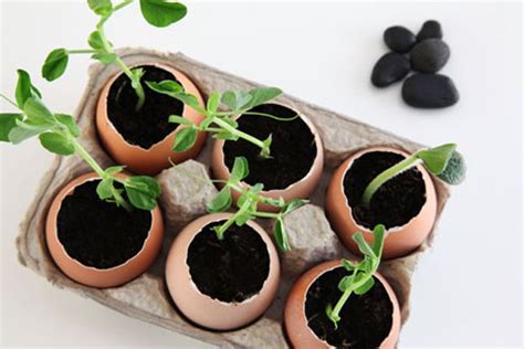 12 indoor gardening hacks for spring no yard required brit co