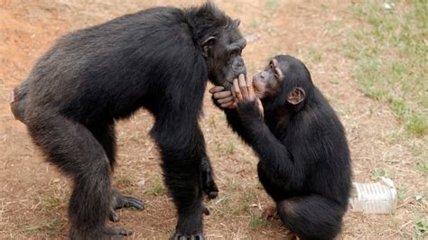 Why Chimps Kill Other Chimps — Us Study Uncovers Main Reason Cbc News