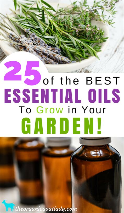 25 Essential Oils To Grow In Your Garden The Organic Goat Lady
