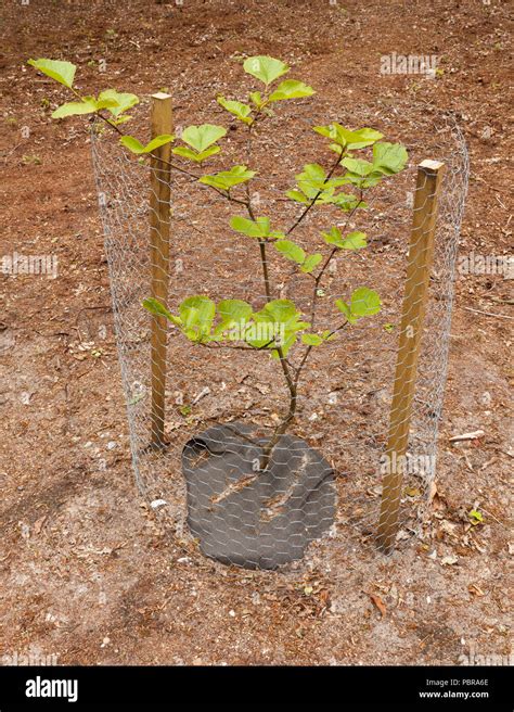 Beech Tree Sapling Hi Res Stock Photography And Images Alamy