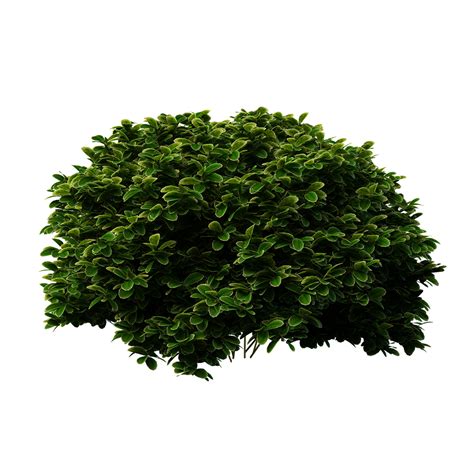 Bushes Free Png Image Png Arts