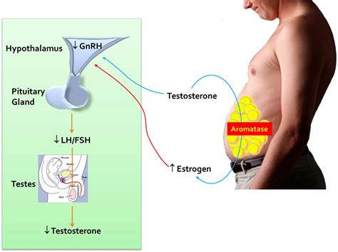 Estrogen Hormone Levels In Men Mens Health Nutridesk