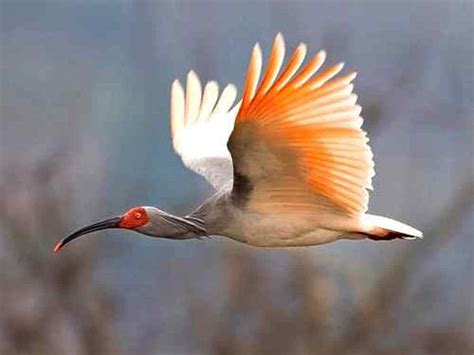 Rare Animals Top 10 Rarest Birds In The World Hubpages