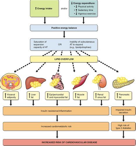 Pathophysiology Of Human Visceral Obesity An Update Physiological