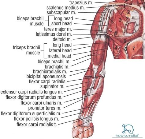 Upper Arm Muscles Diagram In Fact There Is Another Muscle Grouped