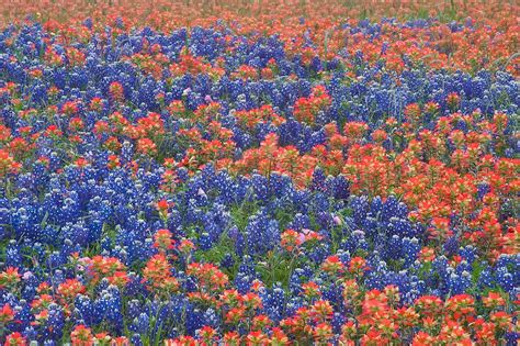 Wyoming's state flower, and a beautiful native plant found around the state. Photo 628-21: Indian paintbrush and bluebonnet flowers ...