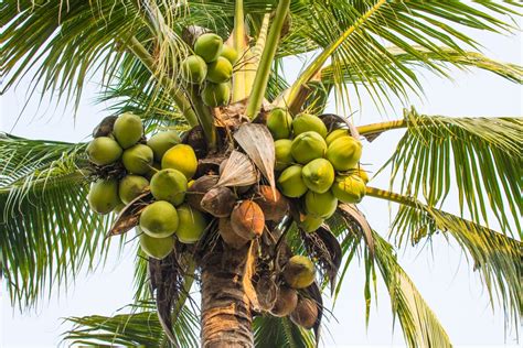 Do Palm Trees Grow Coconuts Sarpo