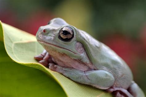 Best Dumpy Tree Frog Stock Photos Pictures And Royalty Free Images Istock