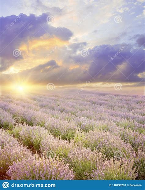 Sunset Sky Over A Summer Lavender Field Straight Lines Of Lavender