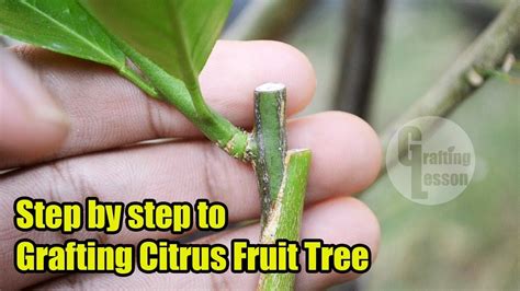 Grafting A Citrus Fruit Tree Step By Step For Beginner Youtube