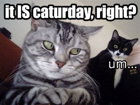 The best memes from instagram, facebook, vine, and twitter about saturday meme. Caturday | Know Your Meme
