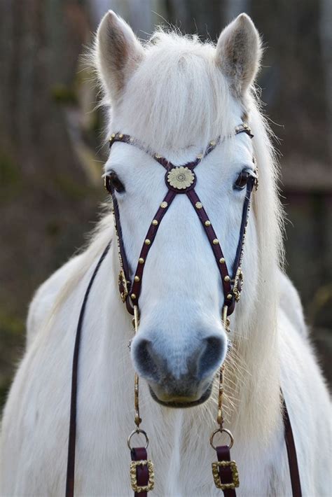 1207 Best Fancy Horses Images On Pinterest Arabian Horses Horse And