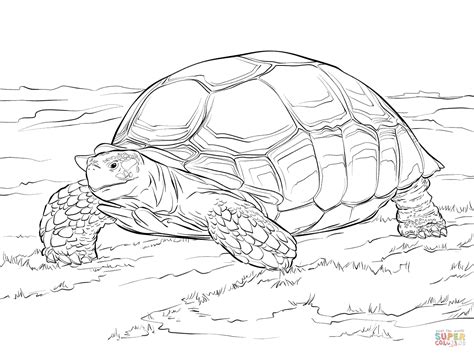 Let S Stimulating Tortoise Colouring Pages Inquiring Spy Your Guffaw