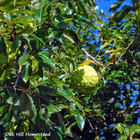 Osage Oranges Oak Hill Homestead