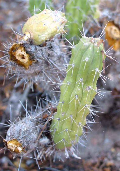 Snake Cactus Echinocereus Pensilis