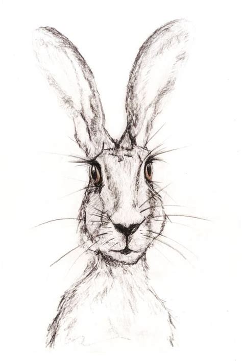 Pencil And Charcoal Sketch Of Hare Print Hare Drawing Charcoal