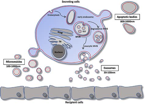 Frontiers Extracellular Vesicles As Therapeutic Agents For Cardiac