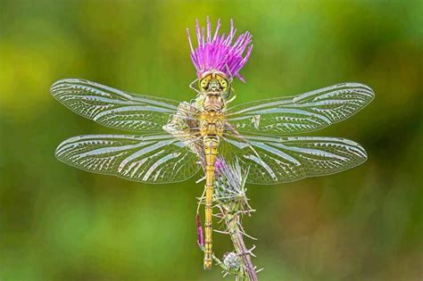 Dragonfly On Flower Looks Like A Fairy Dragonfly Beautiful Birds