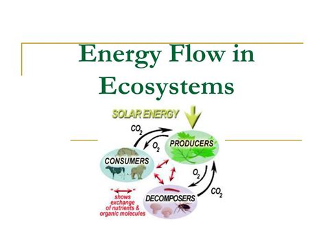 Ppt Energy Flow In Ecosystems Powerpoint Presentation Free Download