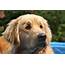 What Do Dogs See 5 Facts About Your Vision  Golden Retriever Club