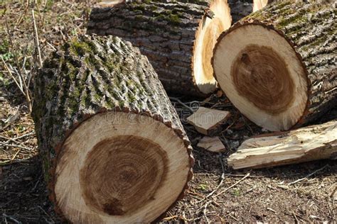 Cut Sections Of Tree Trunk Stock Photos Image 31344943