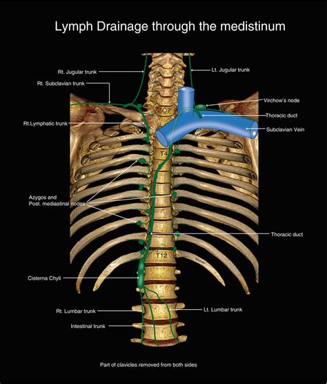 Mediastinum Heart And Great Vessels In The Thorax Basicmedical Key