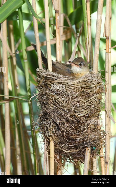 Great Reed Warbler Chick Fledgling Drosselrohrsänger Nest Im Schilf