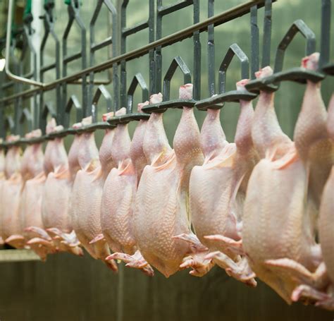 Contoh Polisi Halal Syarikat Makanan Proses Dan Prosedur Standard