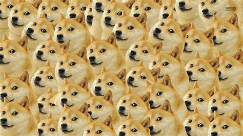 Doge 1080p 2k 4k 5k Hd Wallpapers Free Download Wallpaper Flare