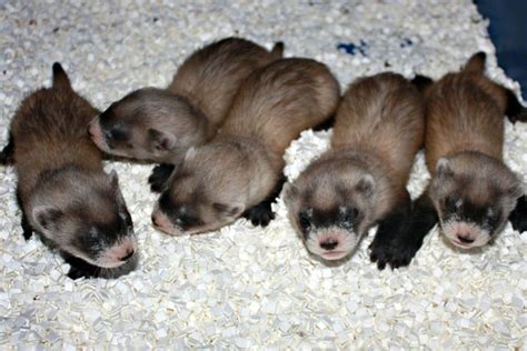 Black Footed Ferrets Get A Boost From Science Zooborns