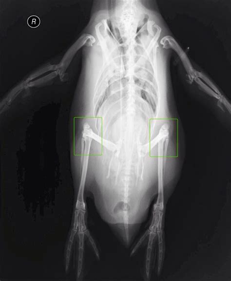 Pin By Christianne On X Rays Penguins X Ray Radiology