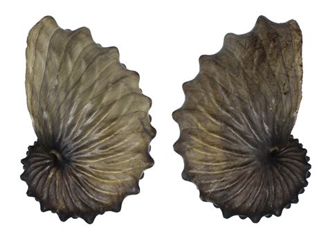 Argonauta Boettgeri Argonautidae Specimen Sea Shell Picture Ts166422