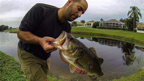 Alibaba.com offers 1,266 backyard pond products. BASS FISHING-GIANT Florida Golf Course Pond Bass #2 - YouTube