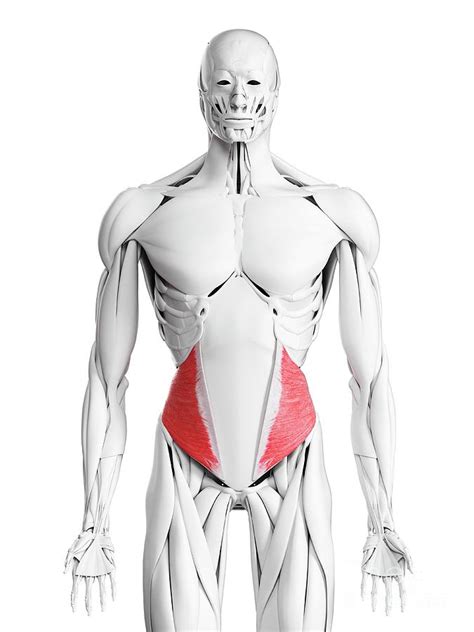 Internal Oblique Muscle Photograph By Sebastian Kaulitzki Science Photo Library