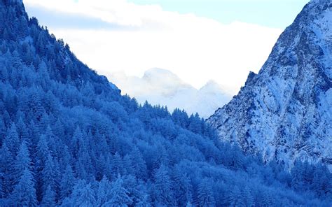 Mountains Snow Fir Forest Winter Macbook Air Wallpaper Download