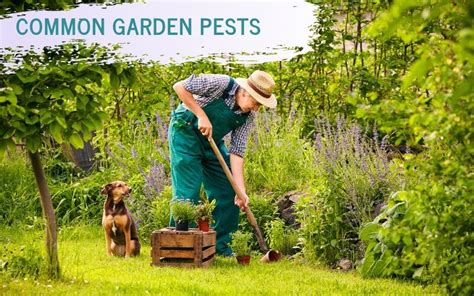 Common Garden Pests How To Get Rid Of Them Charlie Carp