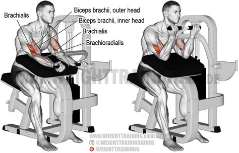 Machine Preacher Curl Instructions And Video Weight Training Guide