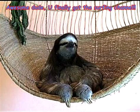 Sloth Funny Animal Humor Photo 20257276 Fanpop