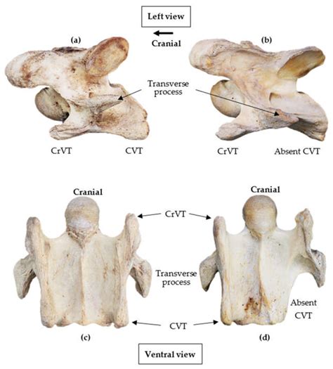 Animals Free Full Text Morphology Of The Ventral Process Of The