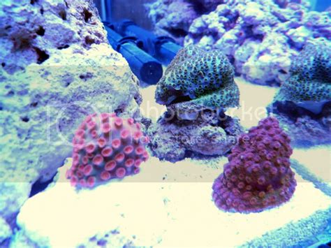 The above table shows that venezuela has the least cost of. Cyphastrea. Meteor Shower or Superman - Page 3 - Reef ...