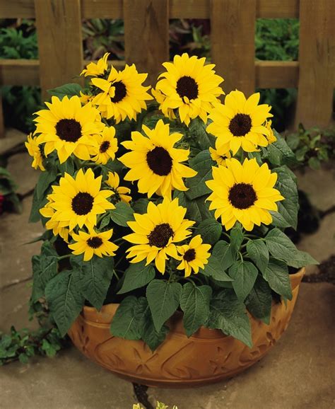 Helianthus Annuus Ballad Dwarf Sunflower Garden Center Marketing