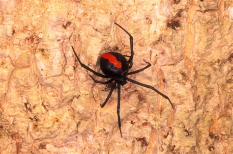 Unluckiest Man In Australia Bitten On The Penis By A Spider For The