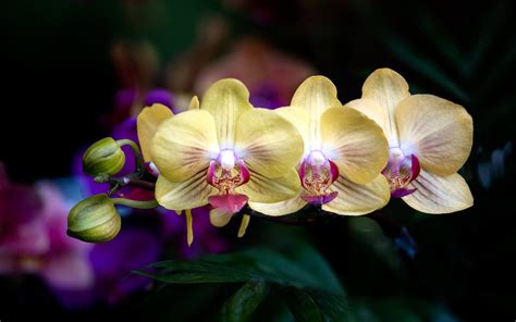 Descargar Fondos De Pantalla Orquídeas Amarillas Flores Tropicales
