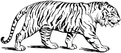 Coloring Page Tiger 13588 Animals Printable Coloring Pages