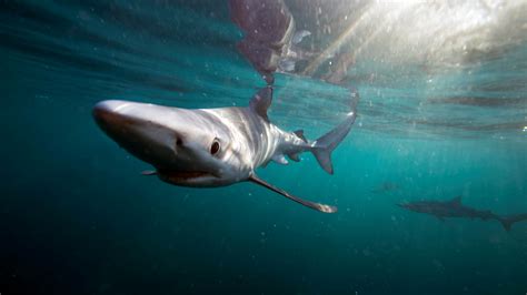 Plymouth Marine Biologist To Make Tv Splash On Shark