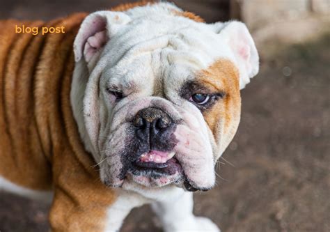 English Bulldog Skin Bumps Causes Care And Prevention English Bulldog