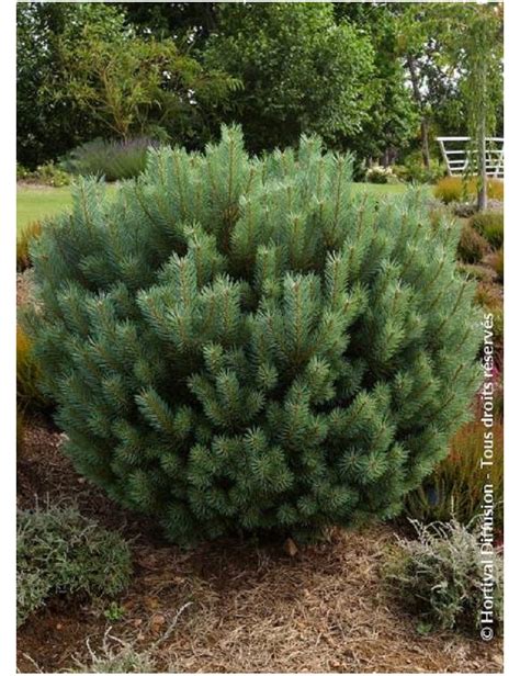 Pinus Sylvestris Watereri Pin Sylvestre Nain De Waterer