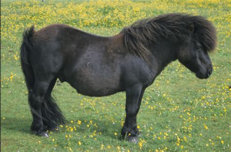 mini black beauty cute ponies shetland pony pony horse